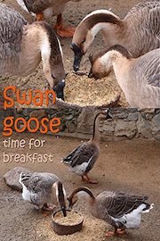 Swan goose. Time for breakfast