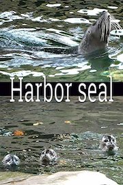 Harbor seal