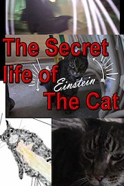 The Secret life of Einstein the Cat