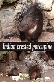 Indian crested porcupine