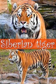 Siberian tiger
