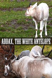 Addax, the White Antelope