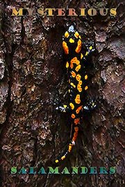 Mysterious salamanders