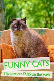 Funny Cats - The best cat fails on the Web