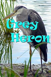 Grey Heron