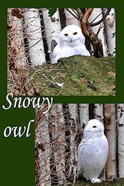 Snowy owl