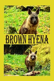 Brown hyena