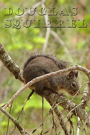 Douglas Squirrel