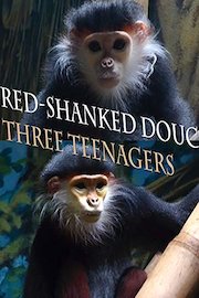 Red-shanked douc. Three teenagers