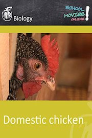 Domestic Chicken - School Movie on Biology