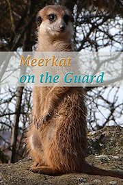 Meerkat on the Guard