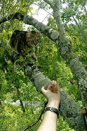 Millie the Cat in a Tree Evading Rescue