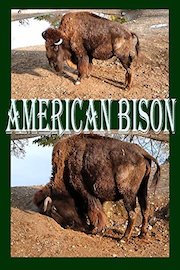 American Bison