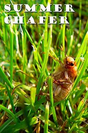 Summer chafer