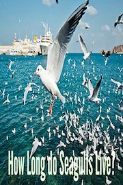 How Long Do Seagulls Live?