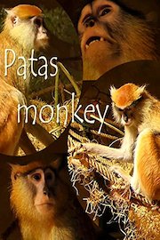 Patas monkey