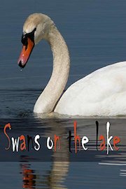 Swans on the Lake