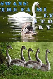 Swans: The family story