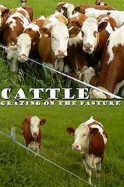 Cattle: Grazing on the pasture