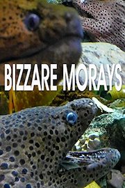 Bizzare morays
