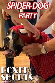 Spider-Dog Party