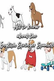 All to know about the English Springer Spaniel