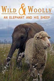 Wild & Woolly: An Elephant And His Sheep