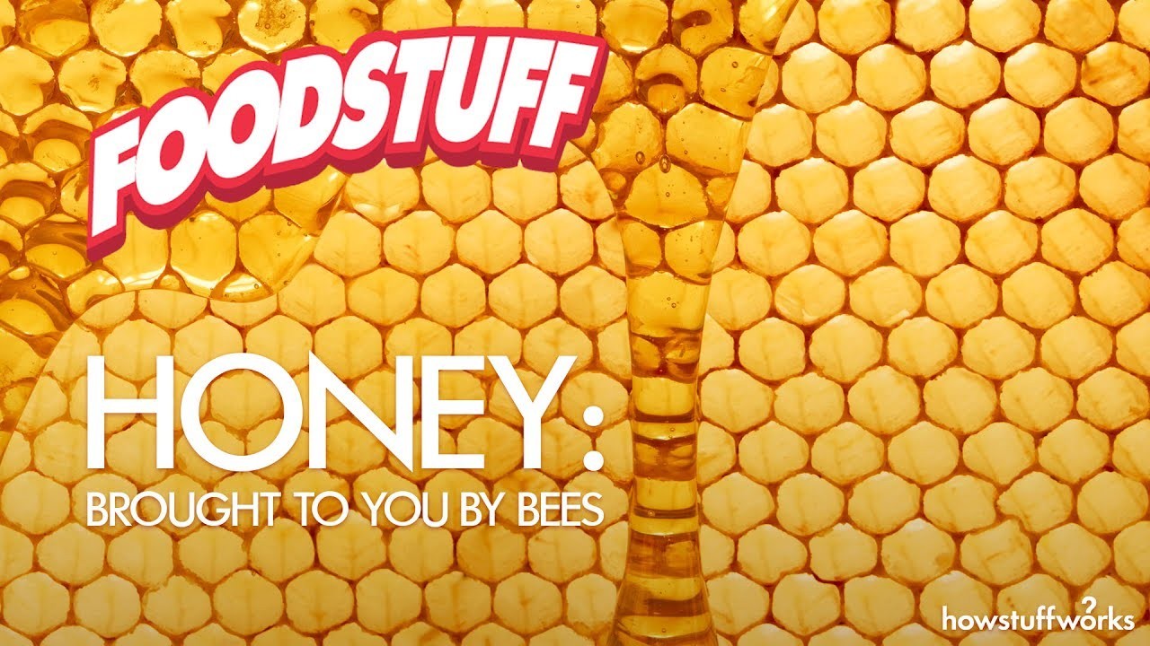 Honey: Brought to You by Bees