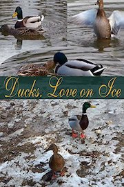 Ducks. Love on Ice