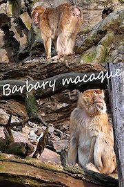 Barbary macaque