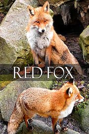 Red fox