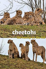 Cheetahs. The family on the hill