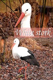 White stork