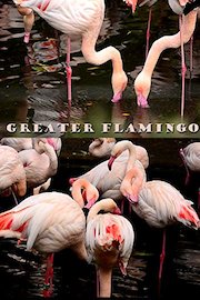 Greater flamingo