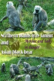 Northern plains gray langur and Asian black bear. Mother and baby in danger