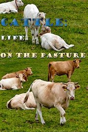Cattle: Life on the Pasture