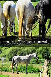Horses. Summer moments