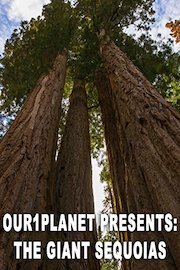 Our1Planet Presents: The Giant Sequoias
