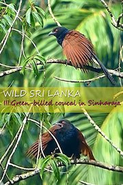 Wild Sri Lanka. III. Green-billed coucal in Sinharaja