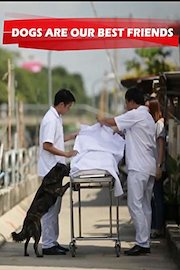 Dogs are our best friends