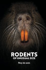 Rodents Of Unusual Size