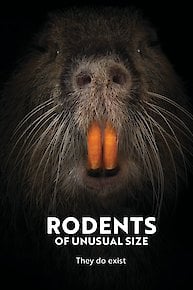 Rodents Of Unusual Size