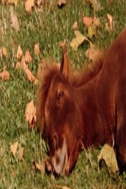 Standards of Perfection