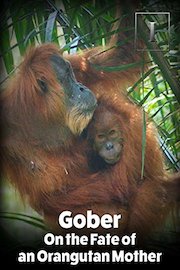 Gober - On the Fate of an Orangutan Mother