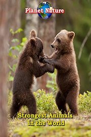 Strongest Animals in the World - Planet Nature