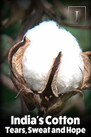 India's Cotton - Tears, Sweat and Hope