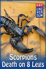 Scorpions - Death on 8 Legs