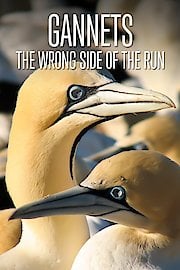 Gannets - The Wrong Side of the Run