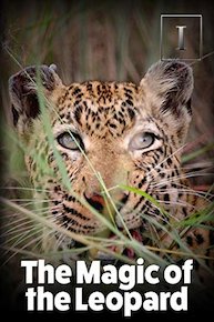 The Magic of the Leopard