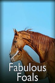 Fabulous Foals